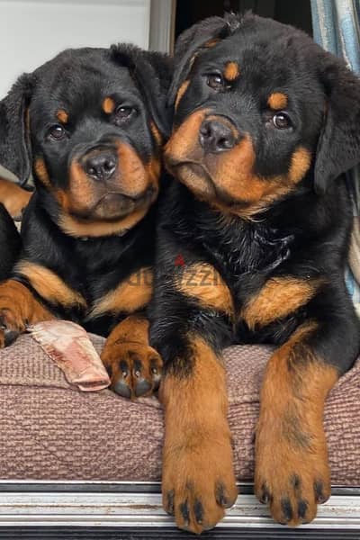 High-Quality Rottweiler Puppies – Strong, Loyal, and Ready for You!