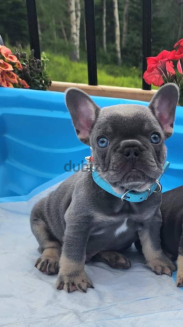 French Bulldog Bleu Puppies- Available in Store & Delivery 0