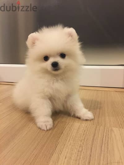 Pomeranian Puppies Now Available In-Store!