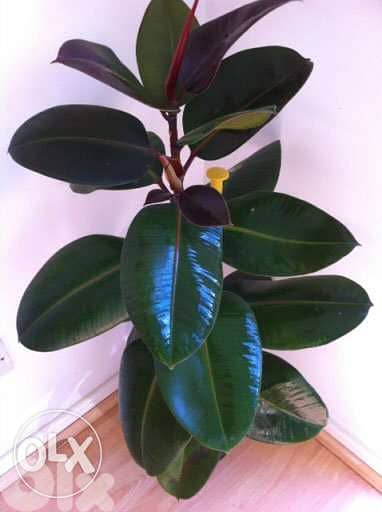 rubber plant dark leaves 0