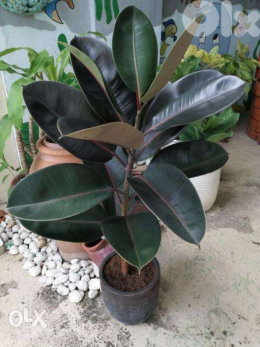 rubber plant dark leaves 2