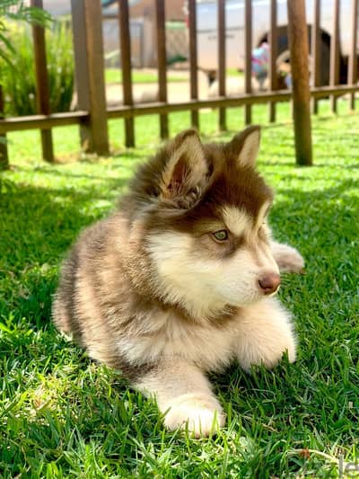 Beautiful Unique Red Siberian Husky Puppies/ dog كلاب