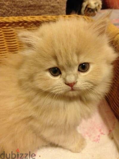 Persian Creamy kitten