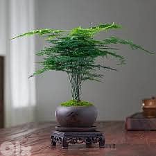 Asparagus Fern Bonsai in Asian pot 0