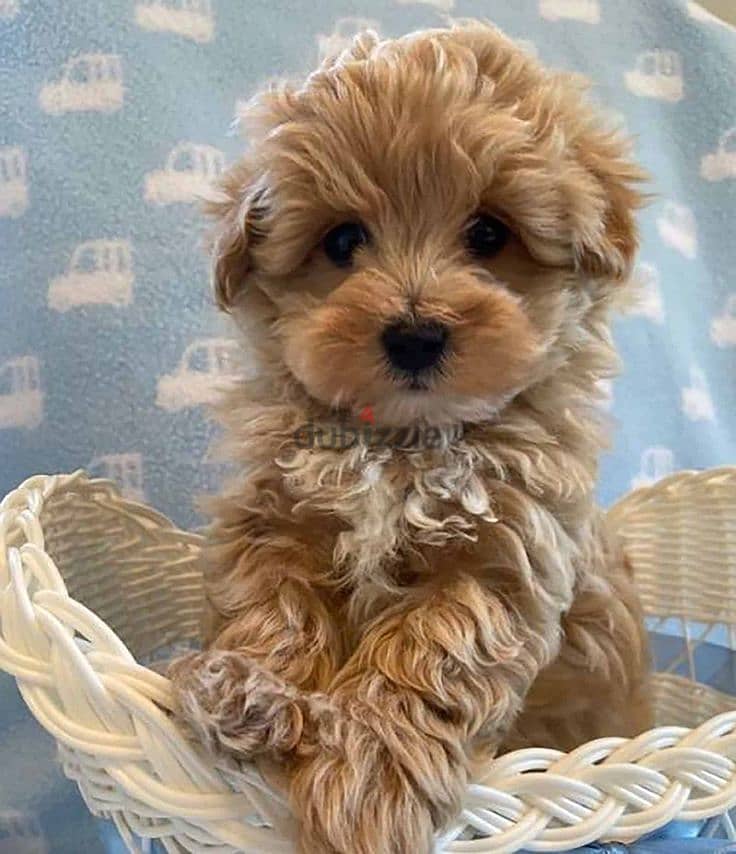 Beutifull Maltipoo Puppies /Available In Store & Delivery/High Quality 0