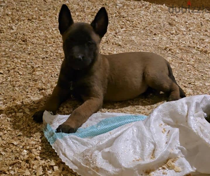 Puppies Malinois 0