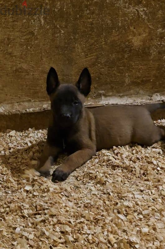 Puppies Malinois 1