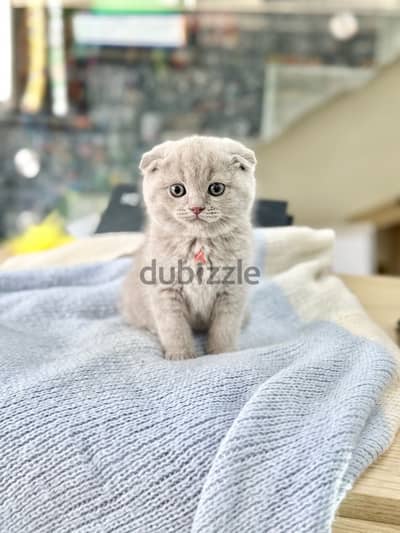 Unique & cute Scottish Fold lilac color kitten Delivery قطط