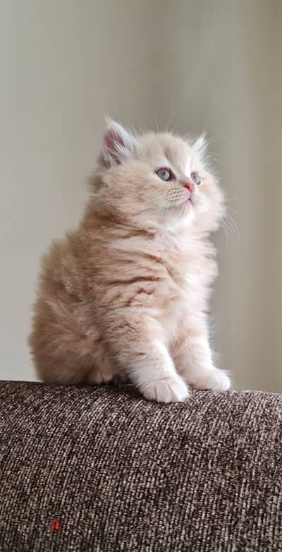 Persian Delivery Available