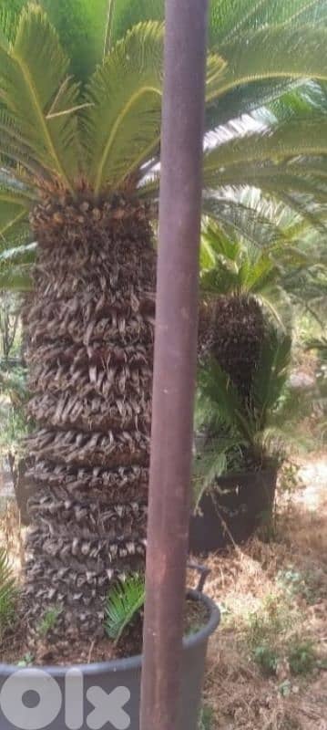cycas سيكا 1