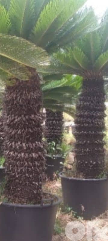 cycas سيكا 2