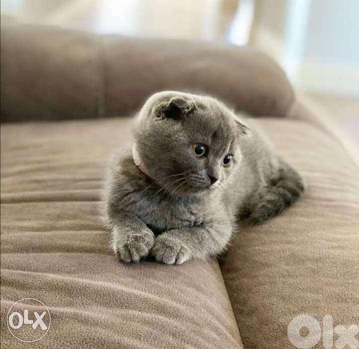 Short Hair Scottish Fold Kitten Grey/ Available in Shop/ Delivery! 0