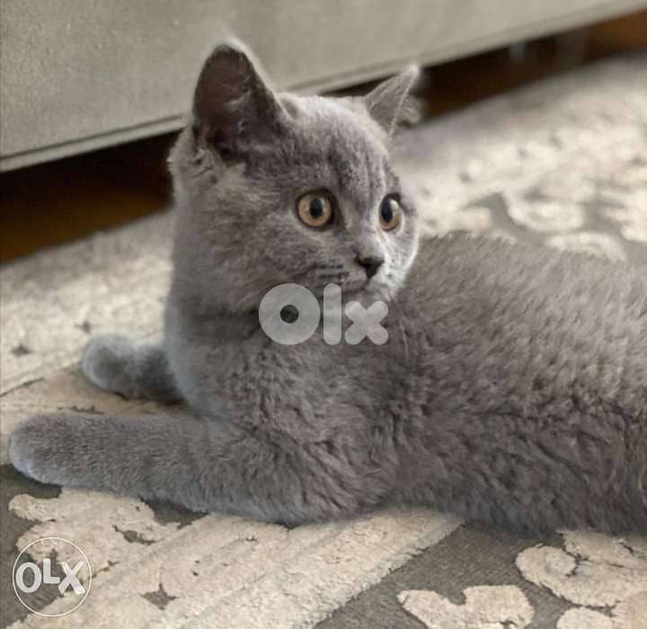 Baby British Shorthair Kitten Available in Store! 0