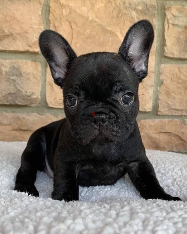 French Bulldog puppy black IMPORTED pure breed  Delivery كلاب جرو 0
