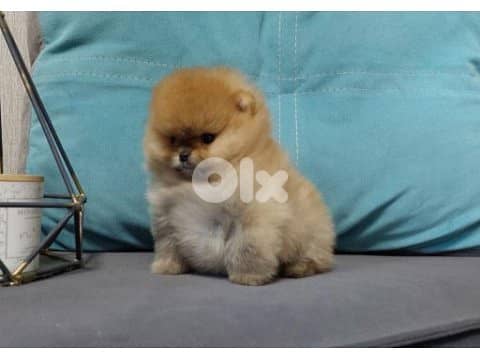 Fluffy Orange Pomeranian Puppy/ dog كلاب 0