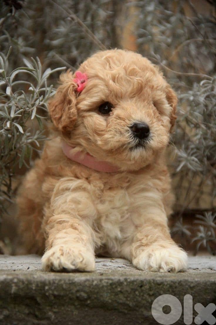 Adorable Apricot Toy Poodle Puppy - Perfect Companion/ dog كلاب 0