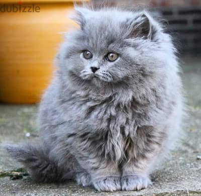 Beautiful British Longhair Kitten Available/ cat قطط