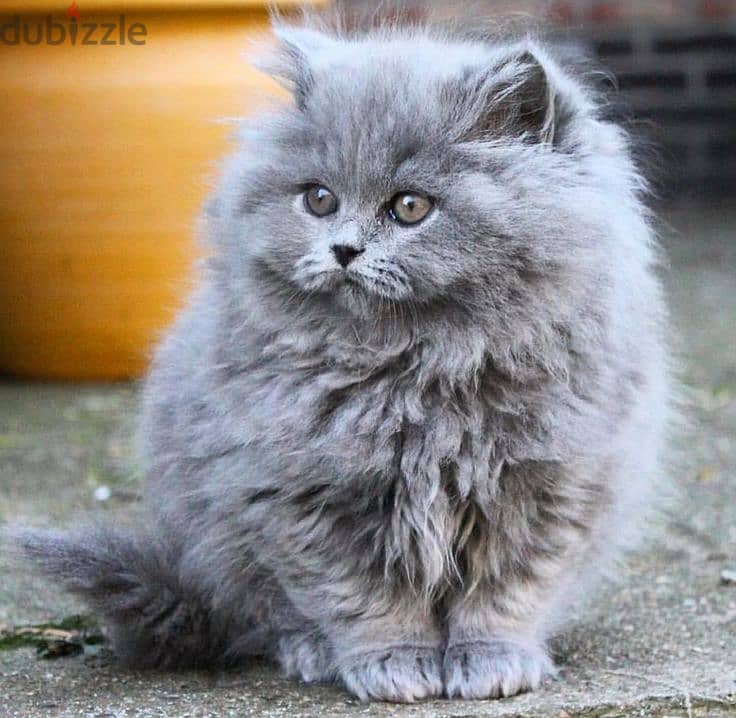 Beautiful British Longhair Kitten Available/ cat قطط 0
