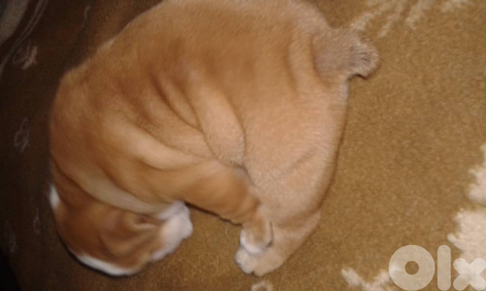 English Bulldog 3