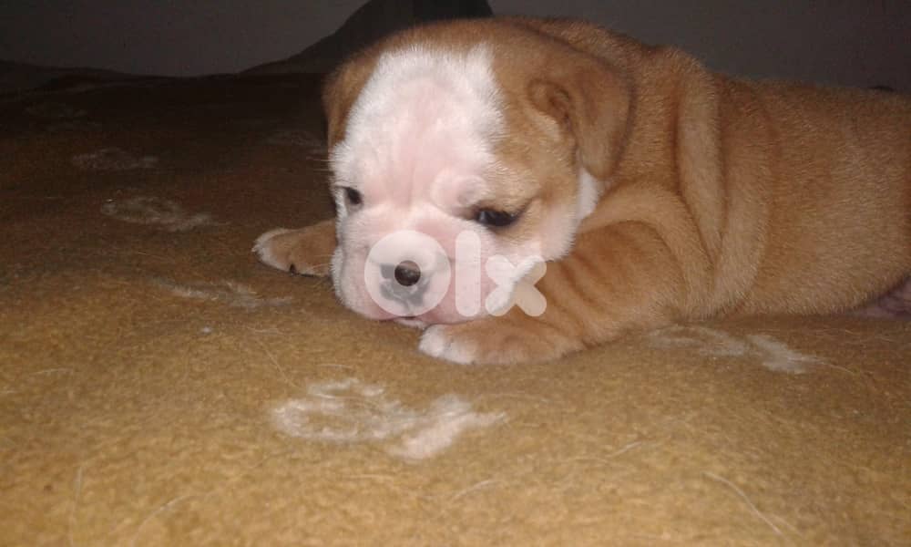 English Bulldog 4