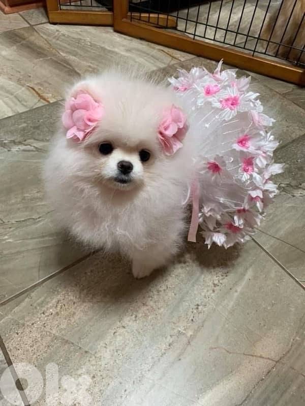 Cutest Teacup Pomeranian puppy pure breed dog كلاب DELIVERY AVAILABLE 0