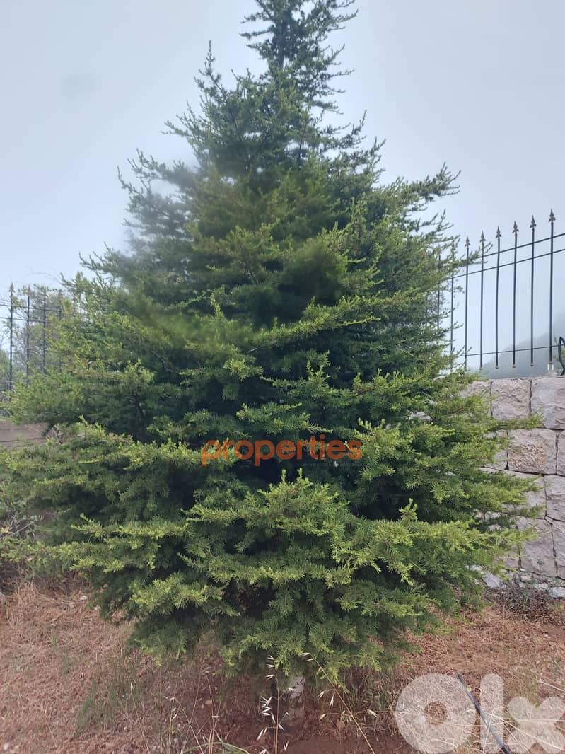 Land with an old stone house for sale in Ghineh - CPKCC21 6