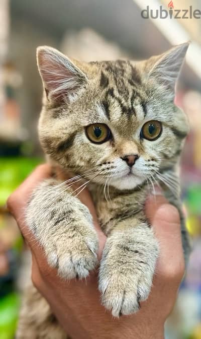 Unique British Tabby kitten available! Delivery قطط