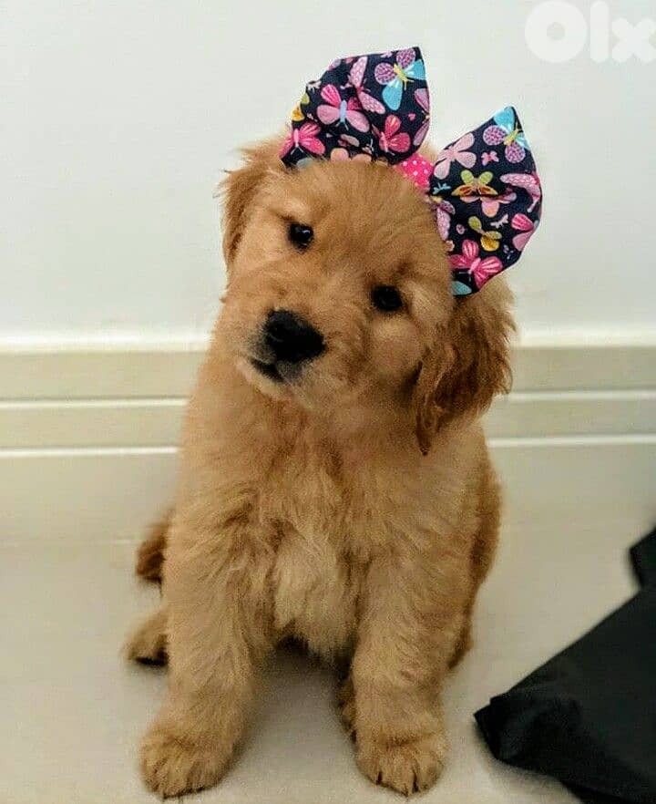 Adorable Pure Golden Retriever Puppies/ Delivery Available/ dog كلاب 0