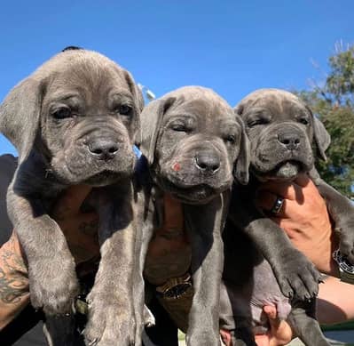 Ultimate Guadian, Cane Corso Puppies Available/ dog كلاب