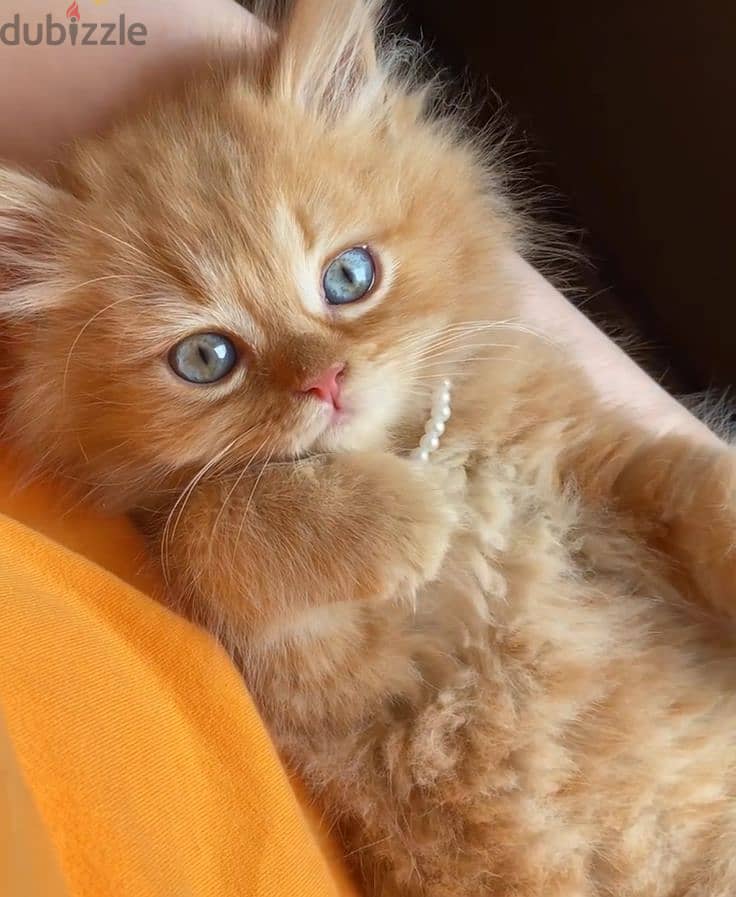 Adorable Orange Persian Kitten - Fluffy & Fabulous! cat قطط 0