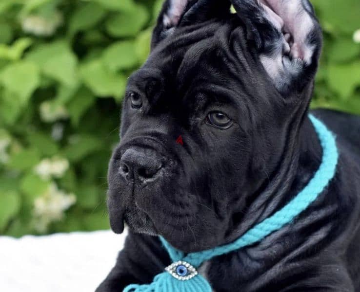 cane corso 0