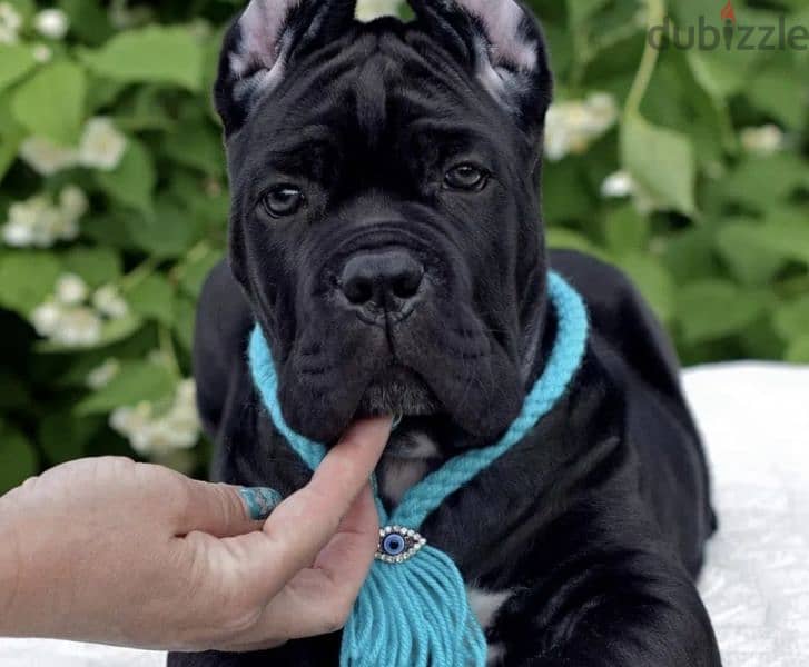 cane corso 2