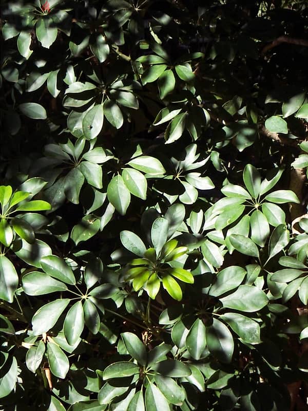 Konica Minolta x21 3