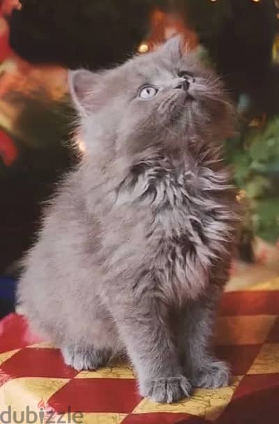 Fluffiest British Long Hair kitten cat / delivery available / قطط