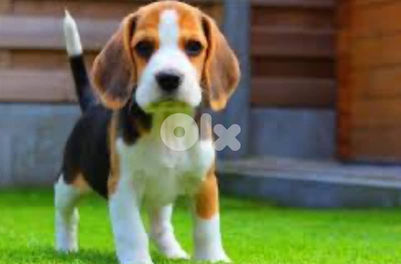 beagle 0