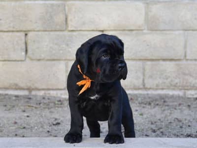 Best Black Cane Corso Puppies Available/ dog كلاب