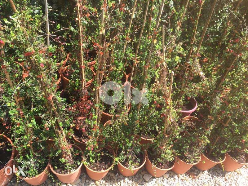 Italian Pinkberry/ pink lemonade plants 1