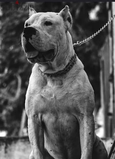 Dogo Argentino Puppies