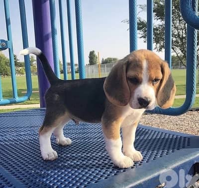 Beagle puppy imported pure breed Dog Delivery كلب