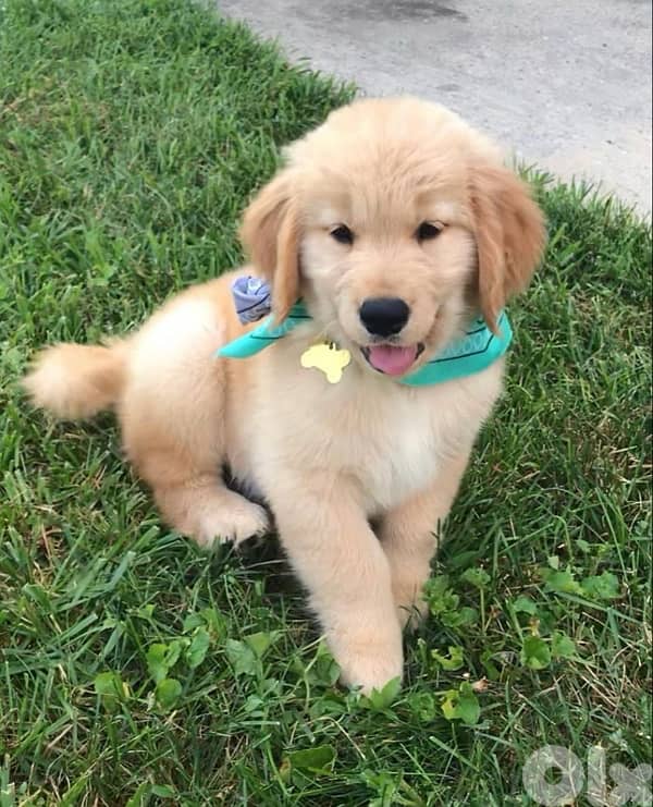 Beautiful Golden Retriever puppy pure breed Dog/Delivery/ كلب جرو 0