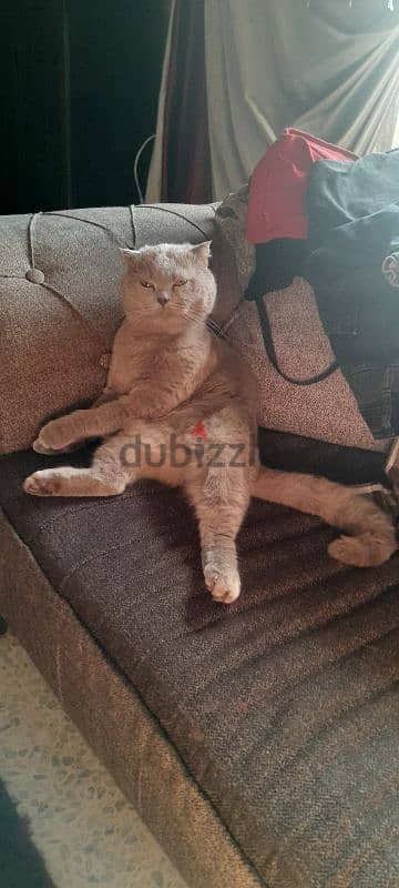 british scottich male for mating 3