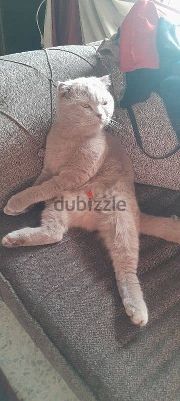 british scottich male for mating 4