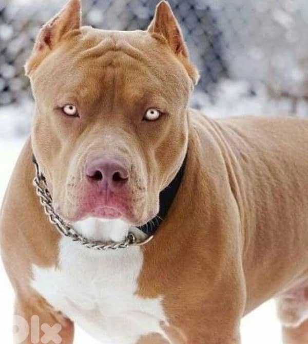 Impressive American Bully Classic pure breed dog delivery كلب 0