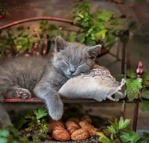 Cutest British Shorthair Kitten pure breed available/ Cat قطط Delivery 0