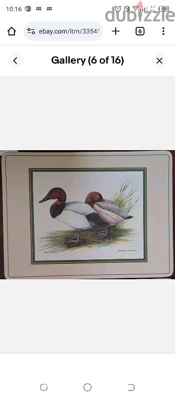 england  duck set 5