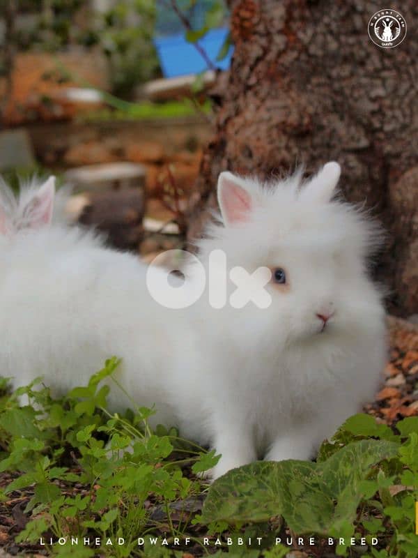 جميع سلالات الأرانب أجنبية نقية -  rabbit pure breed 2