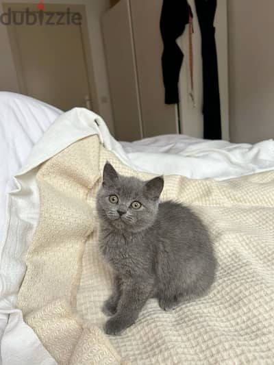 British shorthair kitten grey delivery