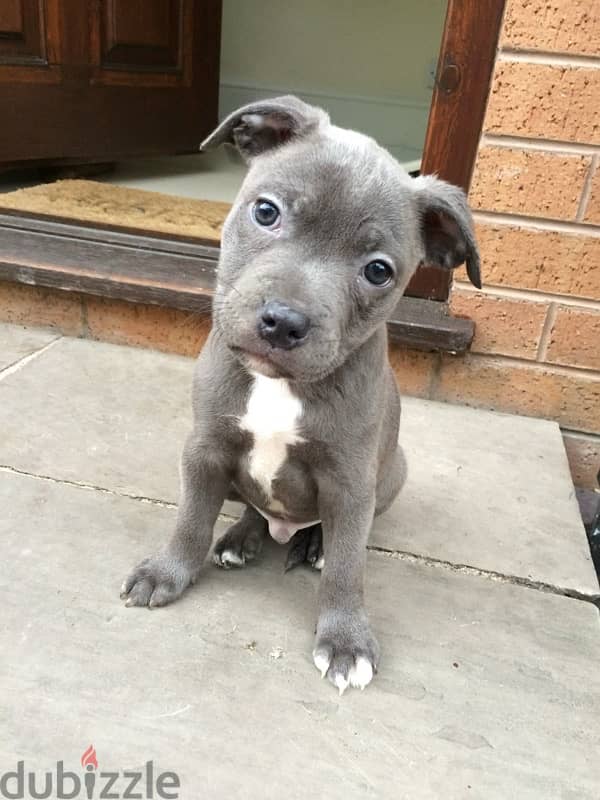 BlueStaffy / Staffordshire Bull Terrier puppy imported Dog كلاب جرو 0