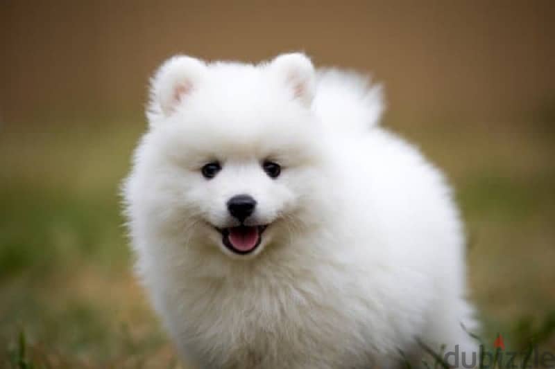 Pomeranian spitz 0