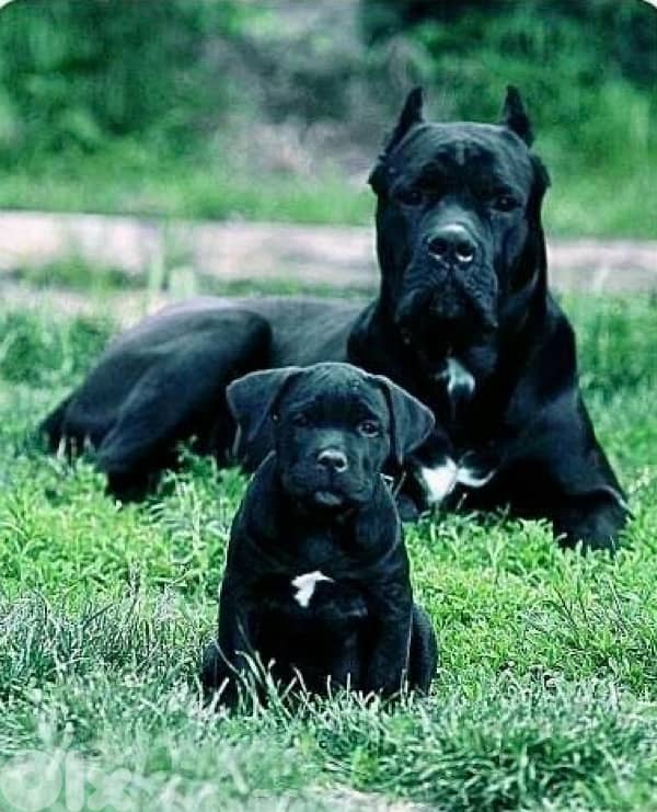 Unique Cane Corso puppy pure breed imported Dog كلاب 0